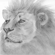 Ms0017_lionhead_card