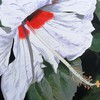 Beauty_in_simplicity_thumb