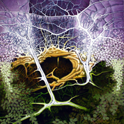 Broken_tree_heightened_card