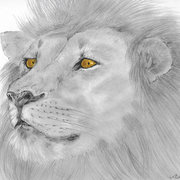 Ms0031_lionheadcolor_card