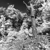 Solo_tree_thumb