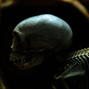 Skull_03-1_thumb