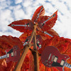 Guitarflowerssky111107_135guitarsky_copy_thumb