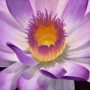 Inside_the_waterlilly_card