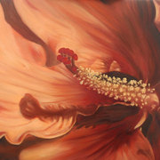 Orange-hibiscus-reaching_card