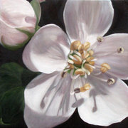 Apple-blossom_card
