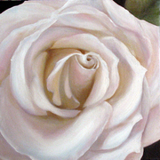 White-rose-b_card