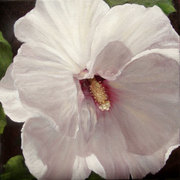 Rose-of-sharon_card