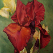 Bearded_iris_in_rust_card