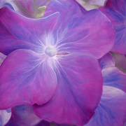 Hydrangea_c_card
