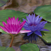 The_lilly_pond_card