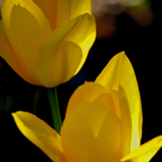 Img_4764a_card