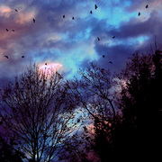 Crows___clouds_november_2007_card