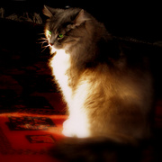 Zusje_waiting_for_the_light_soft_focusc_card