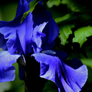 _mg_5656ab1_card