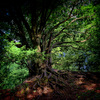 Site-2_thumb