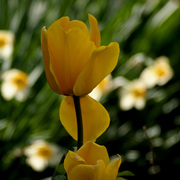 _mg_4881a_card
