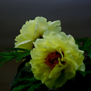 Img_5083a_card