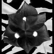 Invert_card