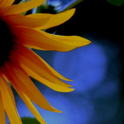 194edited_ii_card