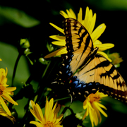 _mg_1844butterfly_ii_re-edited_card