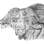 Ms0002_buffalo_card