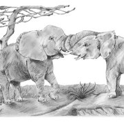 Ms0001_elephant_card
