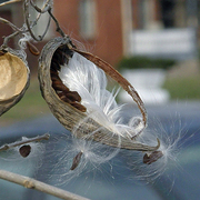 Pod___seeds_spring_2008_edited-1_card