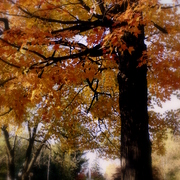 _mg_2945picasa3_fall_3_fountain_card