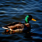 Mallord_duck_edited_iii_card