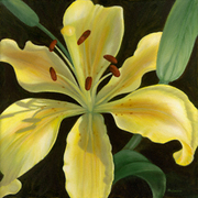 Lily_rgb_card