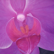 Phalaenopsis_orchidb_card