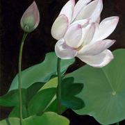 Blooming_lotus_blossom_card