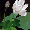 Blooming_lotus_blossom_thumb