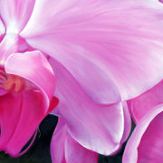 Phalaenopsis-orchidb_card