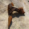 Sunning_thumb