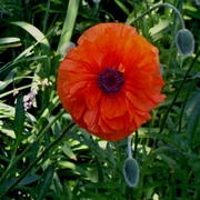 Poppy_single_050606_card