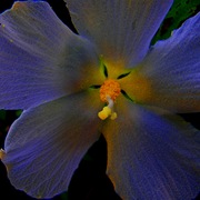 P9150091edited_edited-2a_card