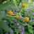 Buddleia_and_wood_geranium_tiny_square