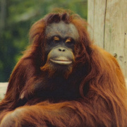 Ken_allen_edited_zoob_card
