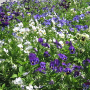 Img_0396_1__card
