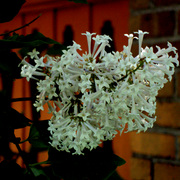 Dsc00013a_lillacs_fav_card