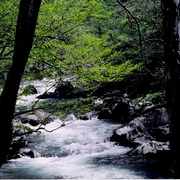 Creek___trees_card