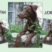 2009-01-18_card
