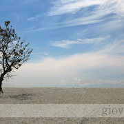 Shade_tree0313_070806_web_wm_card