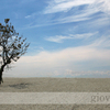 Shade_tree0313_070806_web_wm_thumb