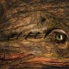 Catrouge_millenariaostinazione_thumb
