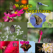 Winged_creatures_cd_card
