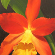 Orange-cattleya_card