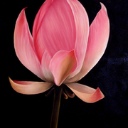 Lutus-bud2_card